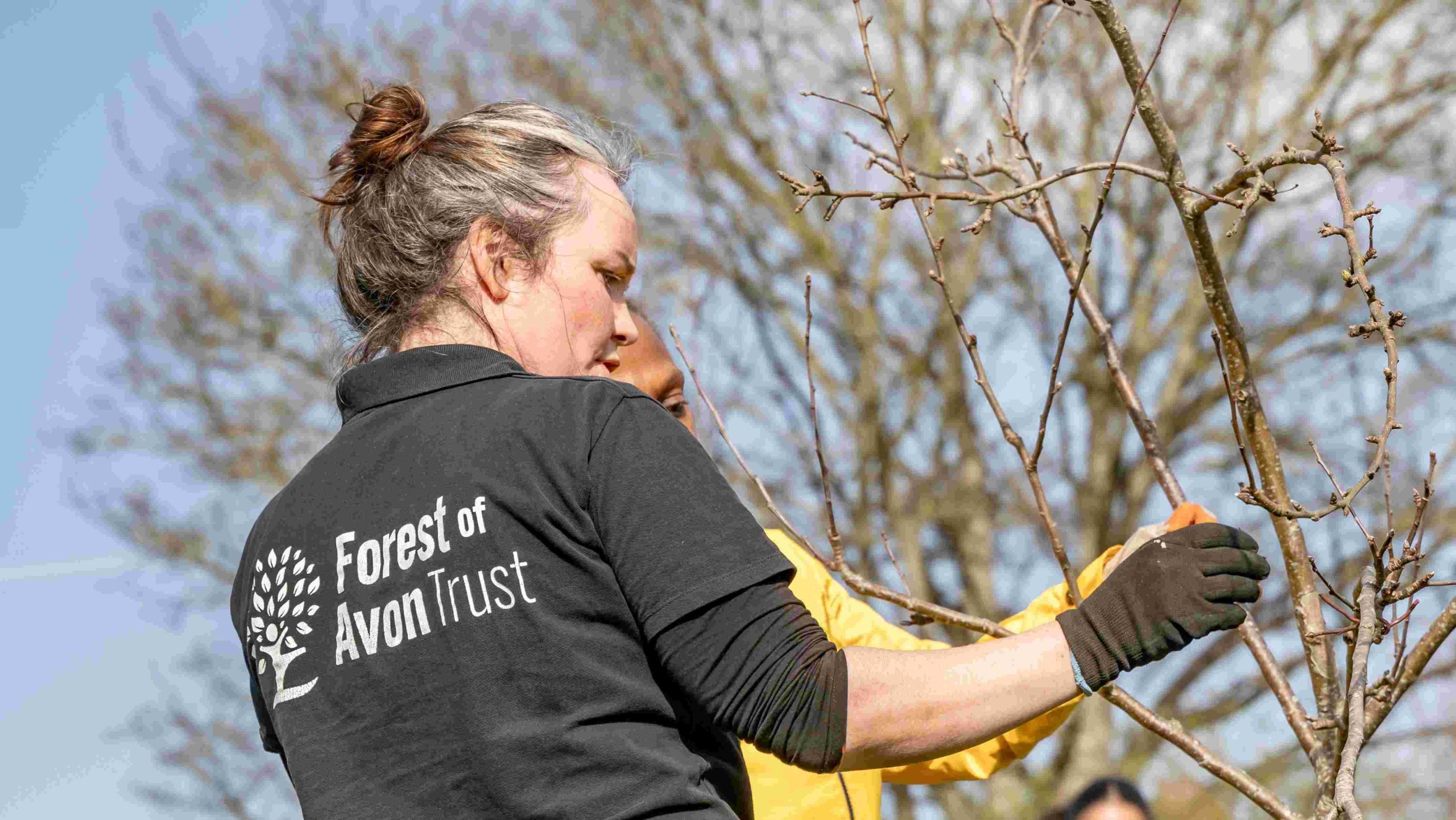 A woman prunes a fruit tree at a community orchard in Bristol.